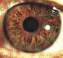 Vonk Natuurlijk Bindweefselzwakte